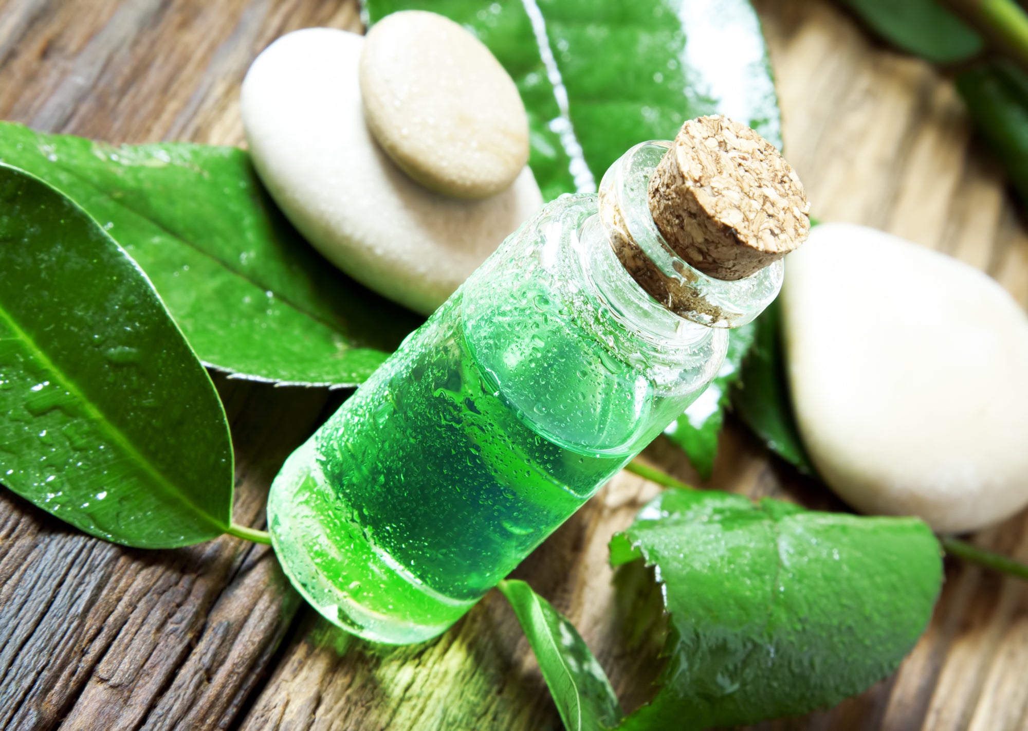 Tea tree oil on wooden table with leaves of plant